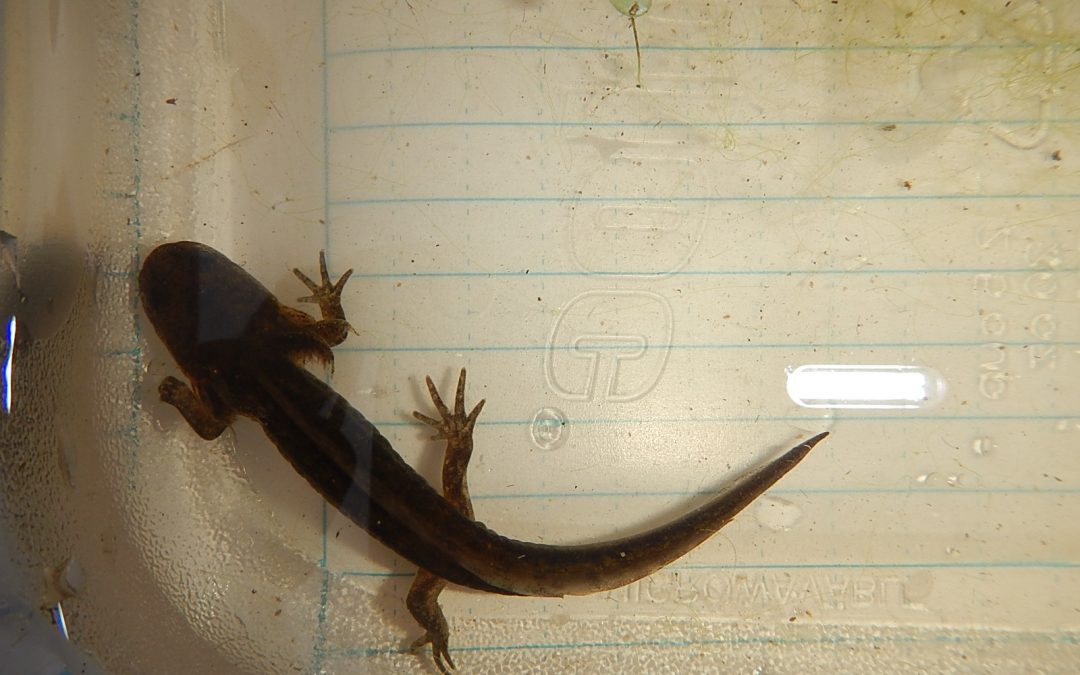 Congratulations! It’s a…long-toed salamander!