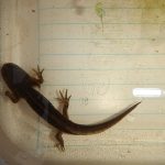 Long-Toed Salamander