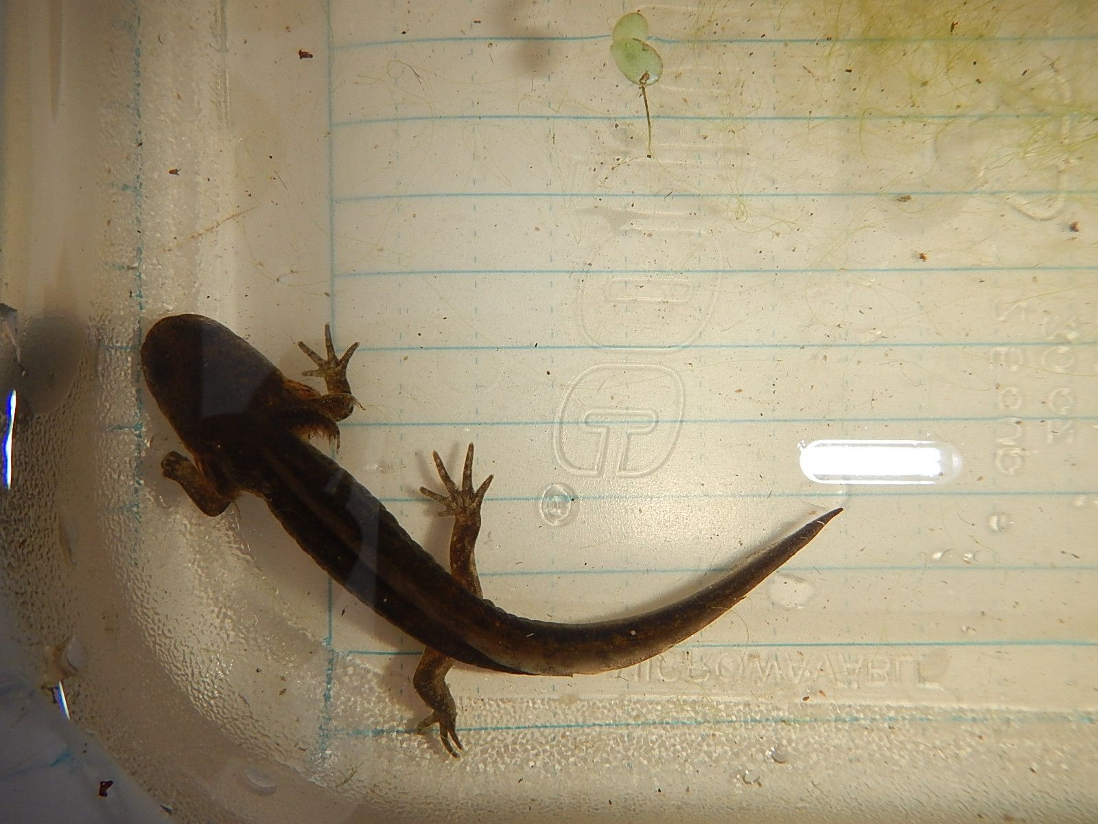 Long-Toed Salamander