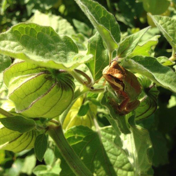 Pacific Chorus Frogs breed in the wetland and are found throughout the farm. Other species like garter snakes, swallows, and dozens of native bee species help with pest control and pollination. Photo: Elmarie Roberts