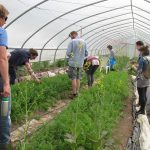 2016May03FarmTourNewMountainCarrots