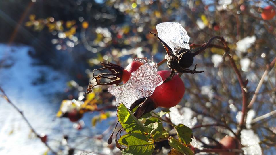 Season’s greetings!