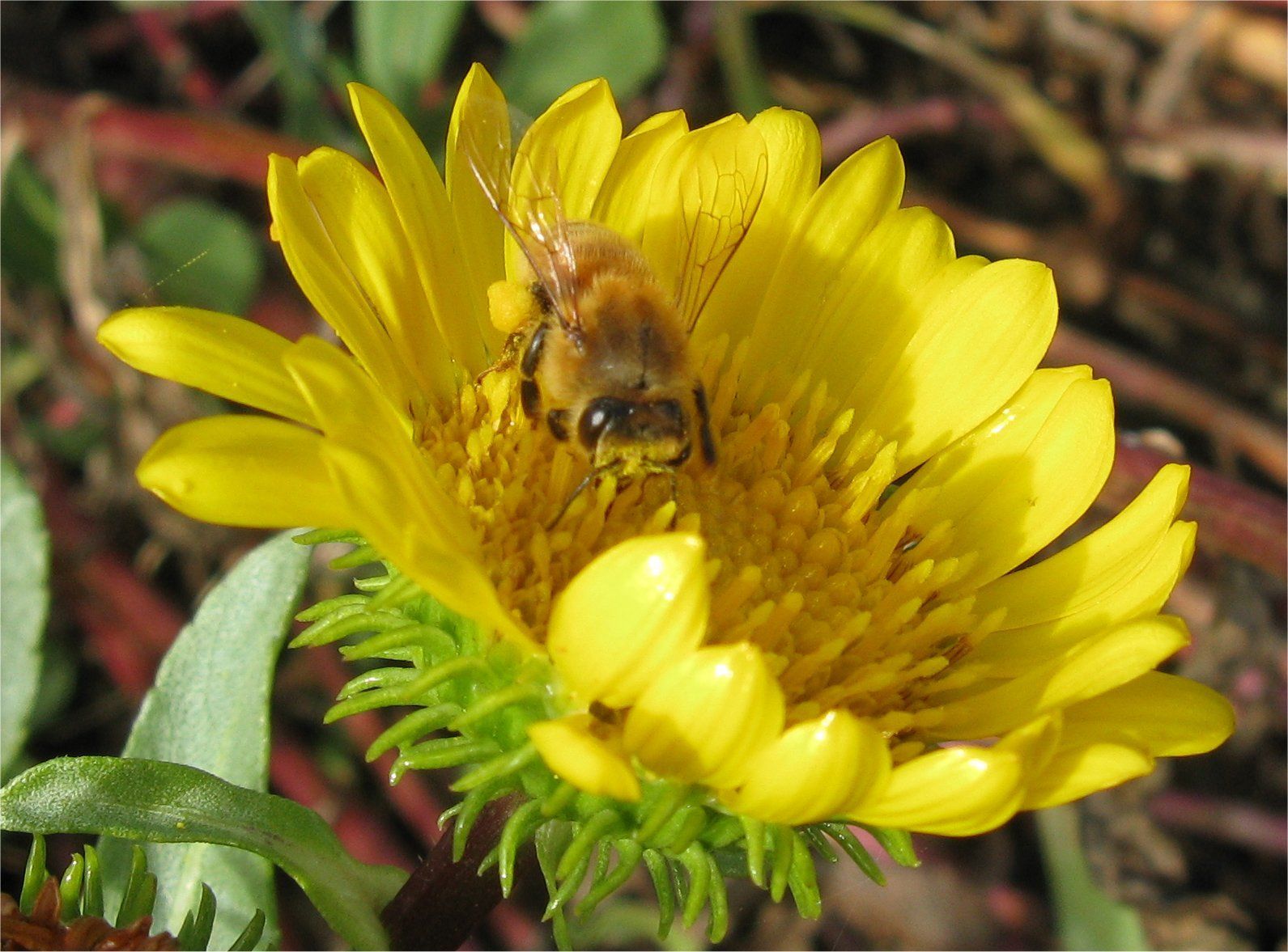 Pollinator Passion!