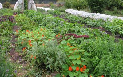 Organic Incubation Farm plots available!