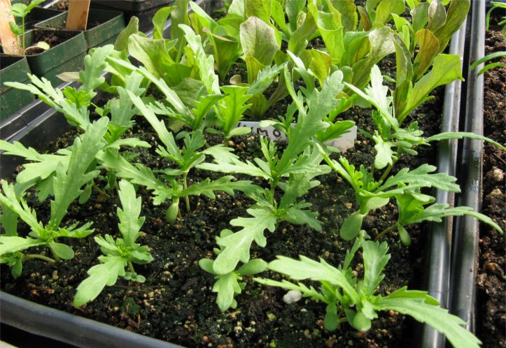 Saanich Seedy Saturday 2018 is coming….