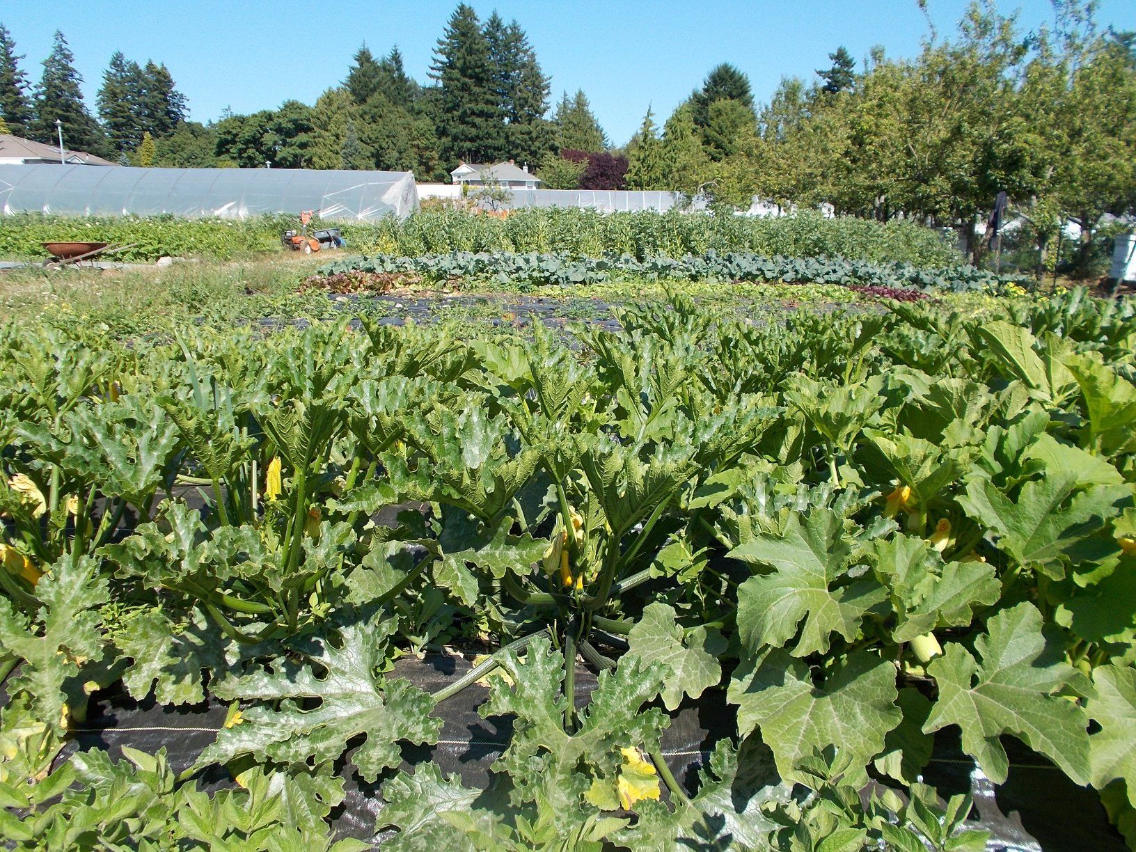 Another farming opportunity!