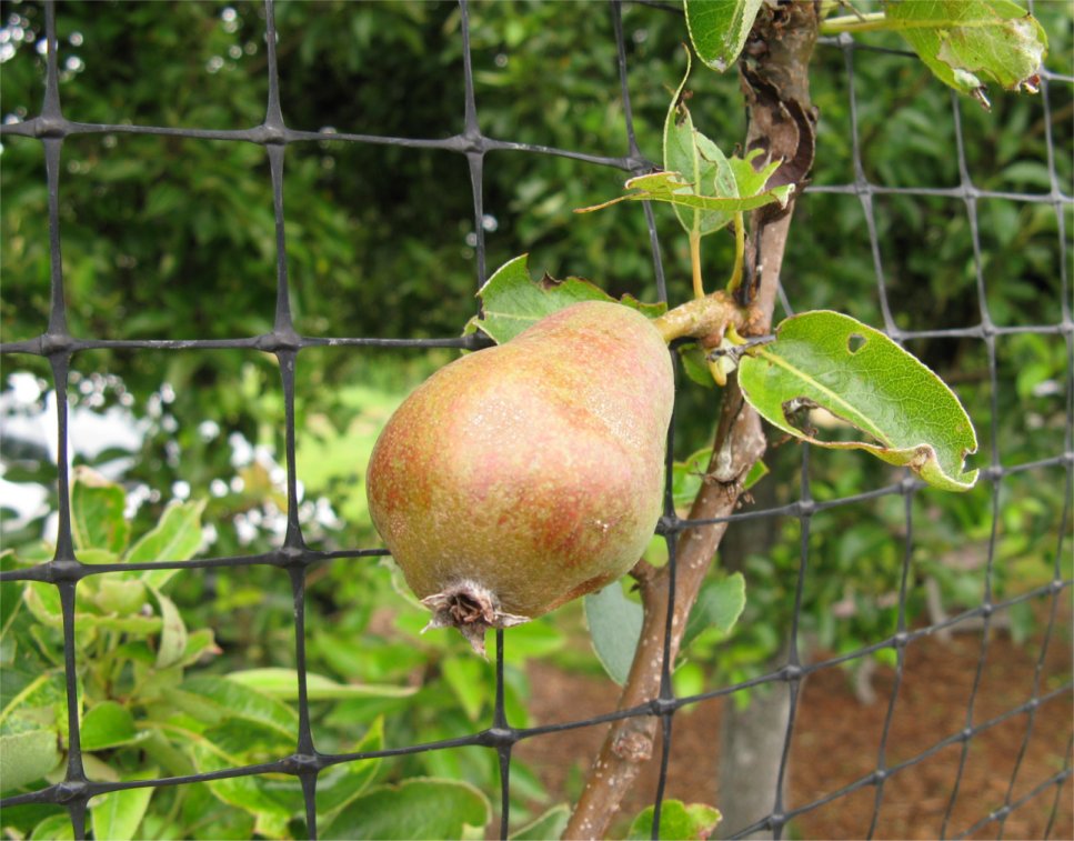 Pruning Workshop March 2