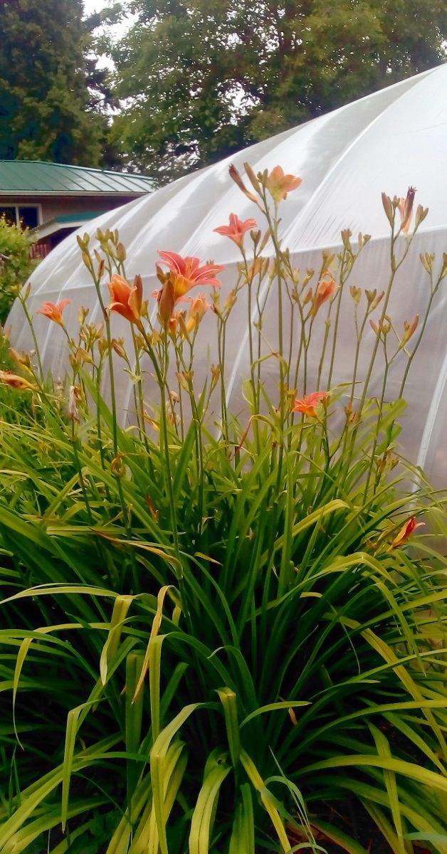 Growing Food class: Info session Feb 27