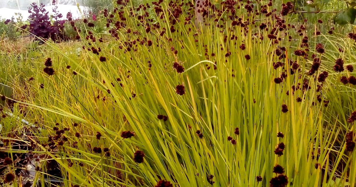 Ecological Plant Knowledge course Info Session Feb 25