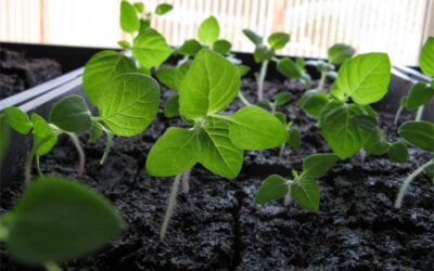 Winter Plant Starts!