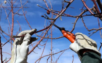 Small Orchard Restoration and Maintenance